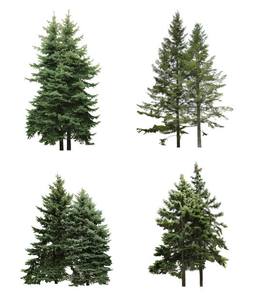 istock Beautiful evergreen fir trees on white background, collage 1323493491
