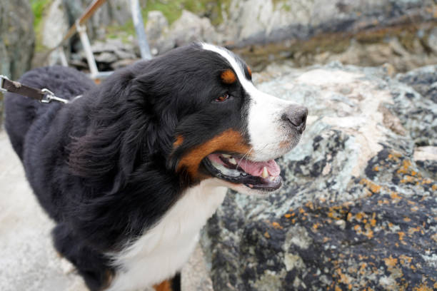 istock Bernese Mountain Dog on the rocky beach 1323493696