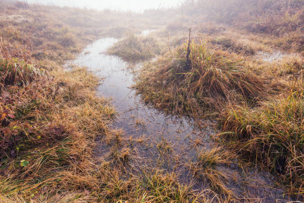 Puddle on the grass at autumn morning time.