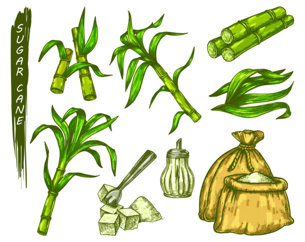 色、ベクターアイコンでサトウキビ植物スケッチ - turbinado sugar illustrations点のイラスト素材／クリップアート素材／マンガ素材／アイコン素材