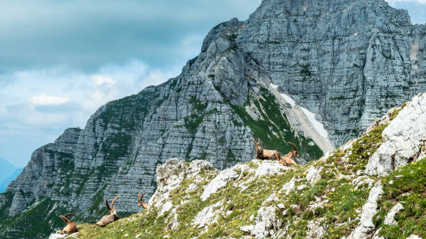 istock Steinbocks in the Julian alps 1323494802