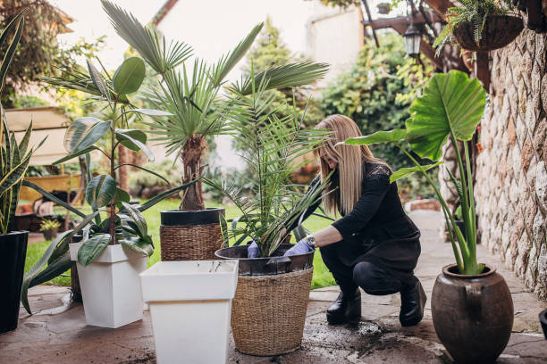 istock Woman planting plants 1323495440