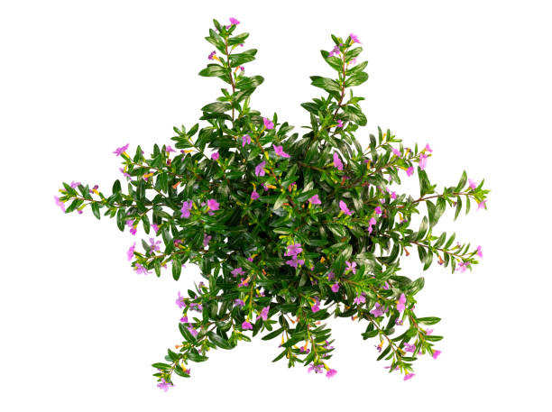 istock blooming potted plant isolated on white background 1323495584