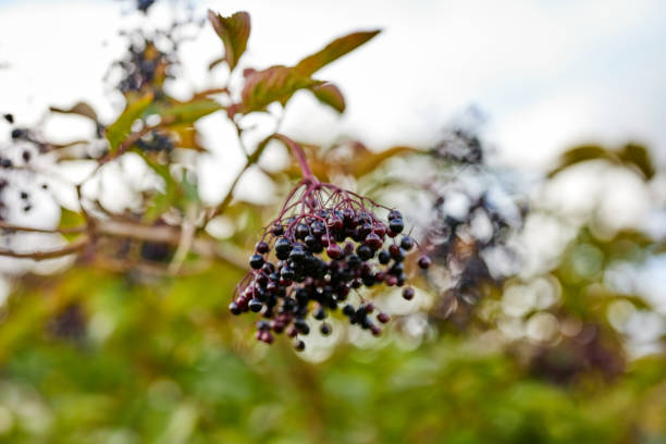 black privet berries on a large bush in a garden black privet berries on a large bush in a garden privet stock pictures, royalty-free photos & images