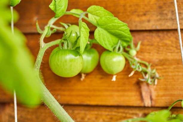 growing fresh organic tomatoes in garden