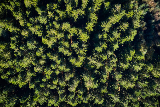 istock large trees by road in a beautiful green forest 1323499081