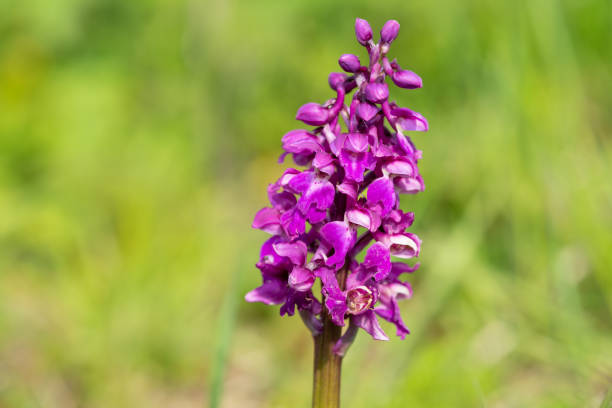 Close up of an early purple orchid (orchis mascula) flower in bloom