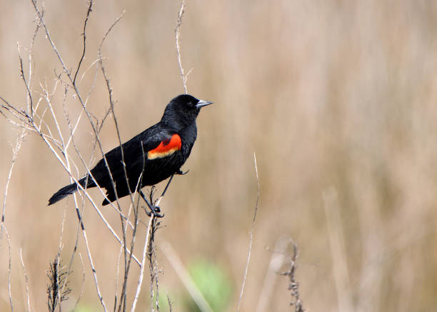 istock Male red winged blackbird on a small branch 1323500886