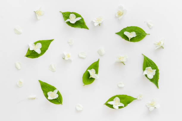 istock White blossom jasmine flowers with green leaves flat lay 1323501902