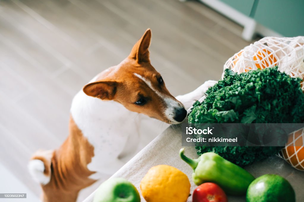Curious Basenji dog puppy climbs on the table with fresh vegetables at home in the kitchen. Dog Stock Photo