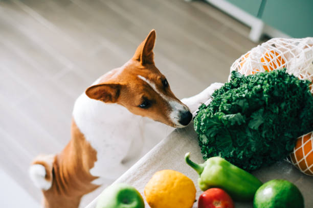 Curious Basenji dog puppy climbs on the table with fresh vegetables at home in the kitchen. stock photo