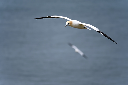 Northern Gannet Flying

Please view my portfolio for other wildlife photos