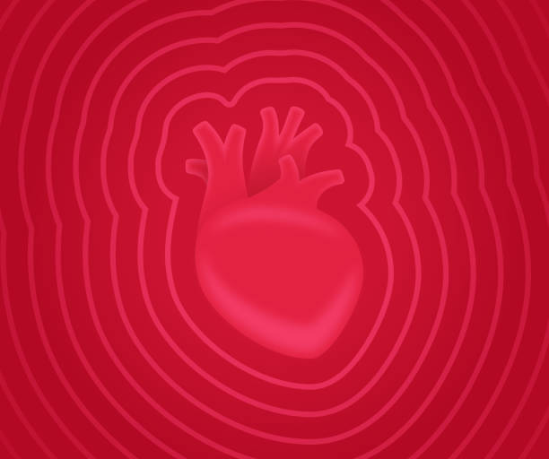 ilustraciones, imágenes clip art, dibujos animados e iconos de stock de latidos del corazón humano - sistema de conducción cardíaco
