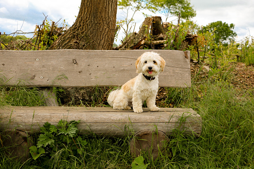 beautiful small havanese is sitting on an old wooden bench in the park