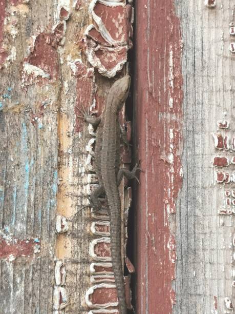 istock A lizard on an old wooden board 1323508455