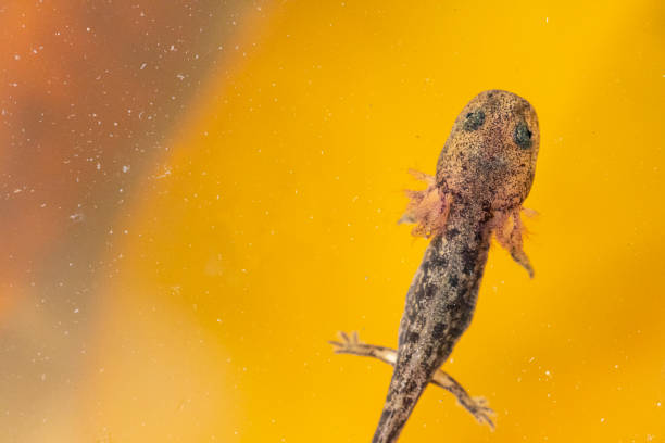 istock Juvenile salamander salamander 1323509730