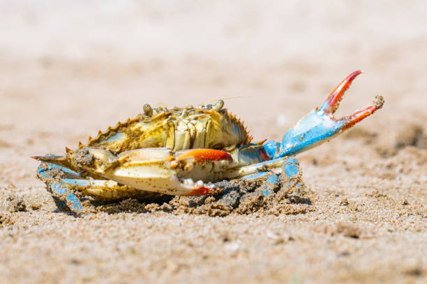 istock the blue crab, Atlantic blue crab on the sand, Gava, Barcelona´s beach 1323509732