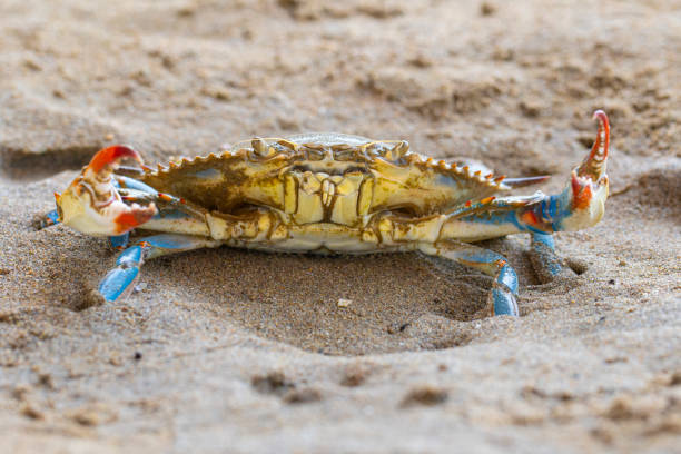 istock the blue crab, Atlantic blue crab on the sand, Gava, Barcelona´s beach 1323509735