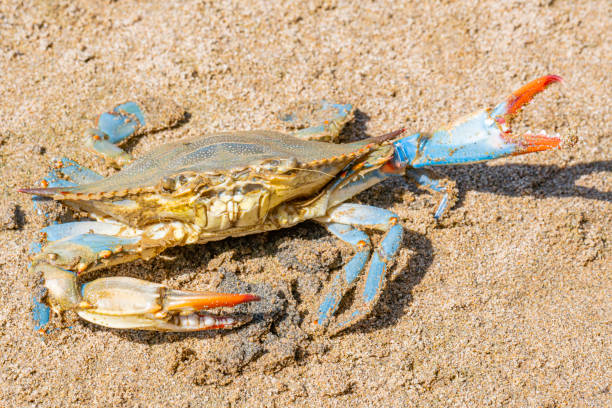 istock the blue crab, Atlantic blue crab on the sand, Gava, Barcelona´s beach 1323509765
