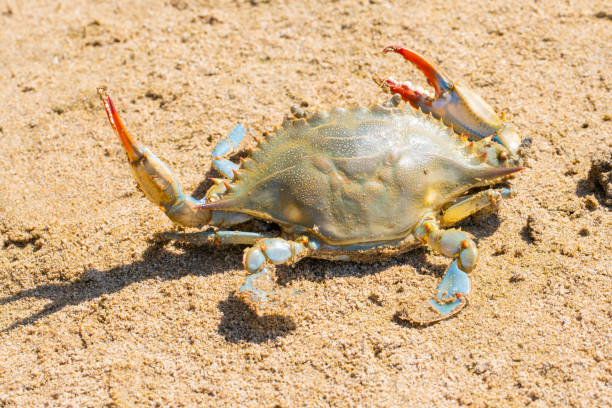 istock the blue crab, Atlantic blue crab on the sand, Gava, Barcelona´s beach 1323509774