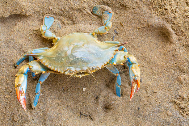 istock the blue crab, Atlantic blue crab on the sand, Gava, Barcelona´s beach 1323509778