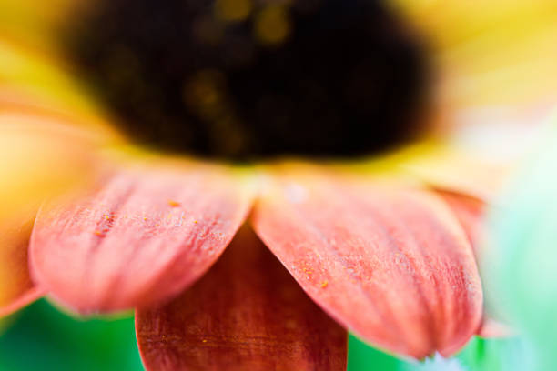 istock Osteospermum orange petals 1323510459