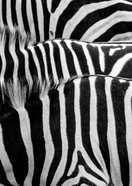 two zebras in the cage with black and white,in chongqing zoo
