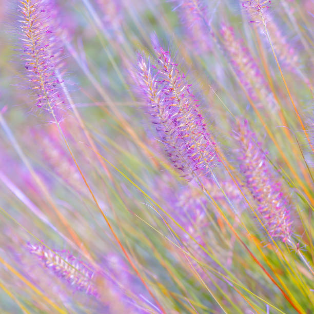 istock Bio Eco nature concept background. Rye field. Stylish design colours 1323511341