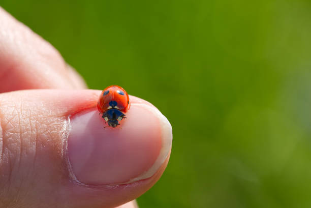 istock ladybird at morning. ladybug crawling on your finger 1323511611