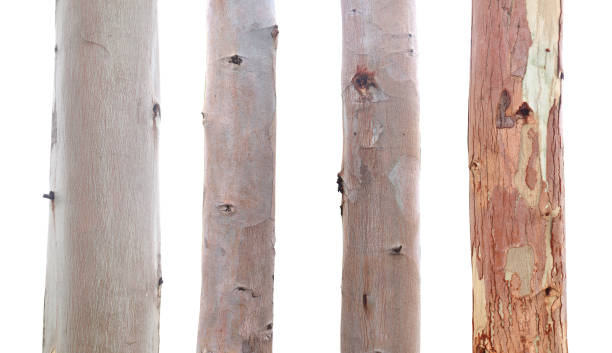 ユーカリの木の幹 - eucalyptus wood ストックフォトと画像