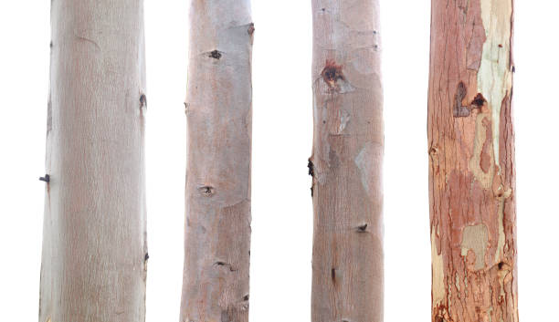 eucalyptus tree trunks - tree growth sequoia rainforest imagens e fotografias de stock