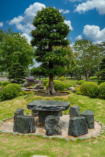 Japanese garden with big yew tree bonsai and stone table and chairs outdoors