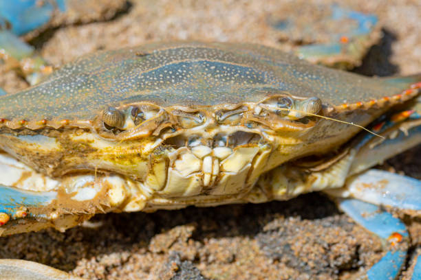 istock Blue Crab (Callinectes sapidus), Atlantic blue crab on the sand, Gava, Barcelona´s beach 1323512582