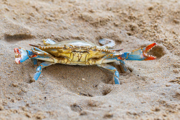 istock Blue Crab (Callinectes sapidus), Atlantic blue crab on the sand, Gava, Barcelona´s beach 1323512583