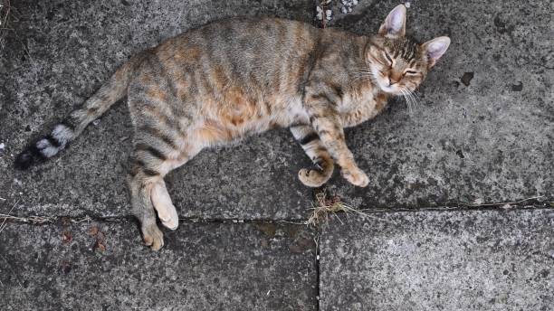 istock Tabby cat purr and nap while laying on grunge stone pavement 1323512721