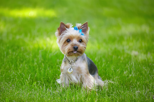 Beautiful Yorkshire Terrier dog on the green grass.