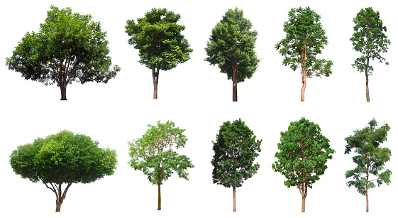 Colección de árboles, hermoso conjunto de árboles grandes y tropicales adecuado para su uso en el diseño o la decoración photo