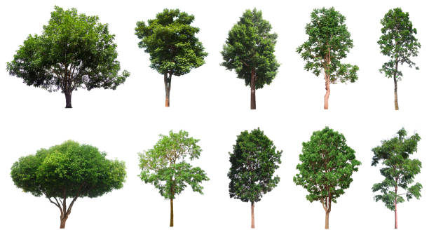 collection d’arbres, beau grand ensemble d’arbres tropicaux adapté à une utilisation dans la conception ou la décoration - tree set photos et images de collection
