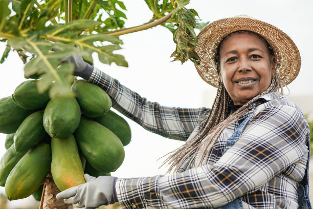 african senior woman working for organic farm - black farmer person grabing the fresh papayas - scented non urban scene spring dirt imagens e fotografias de stock