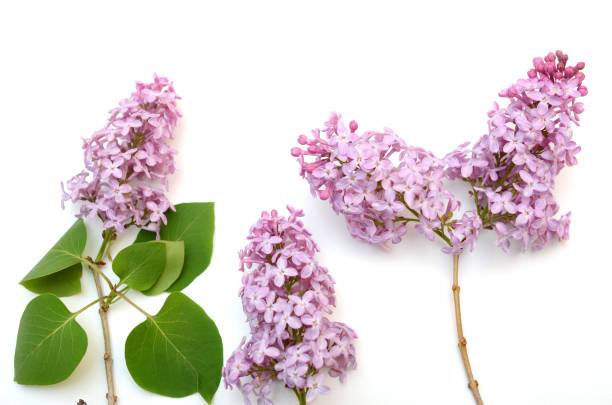 istock flower of (vulgaris) lilac blooming on white 1323513549