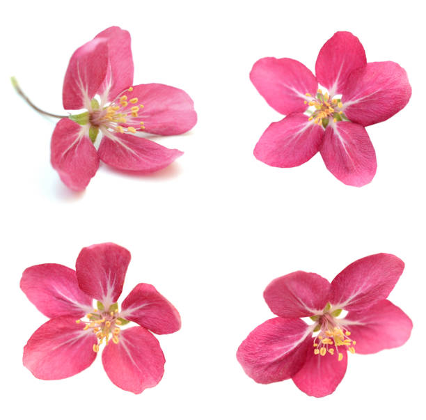 istock A blooming cherry flower head isolated white 1323514541