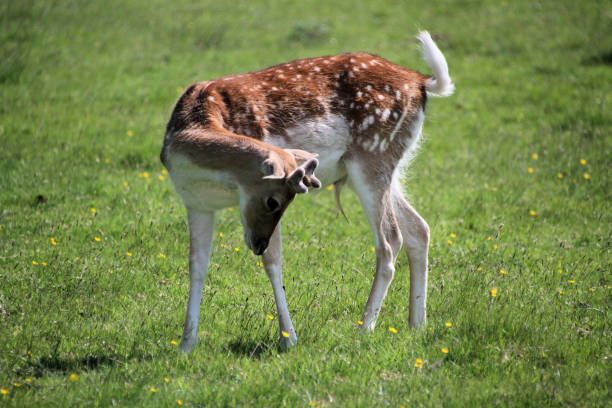 istock A close up of a Fallow Deer 1323514962