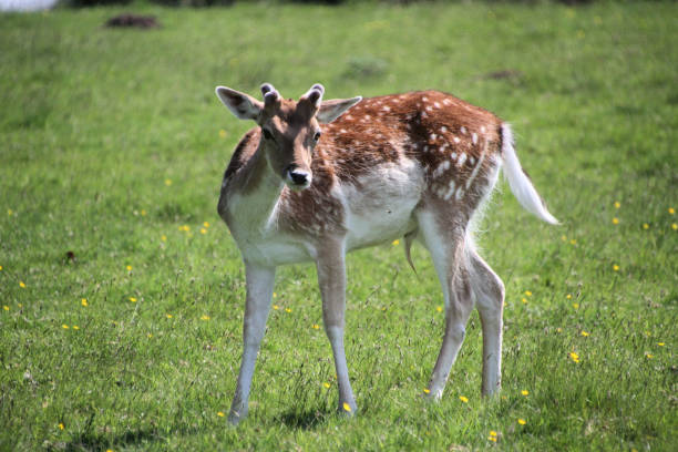 istock A close up of a Fallow Deer 1323514965