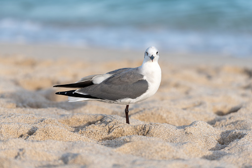 seabird on the beach