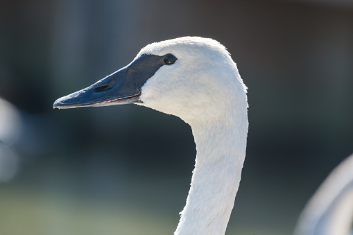 Close up of a swan