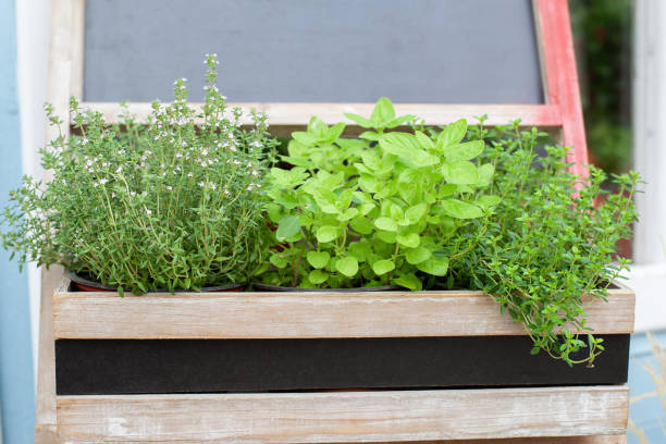 Kitchen herb plants in wooden box in home. Fresh herbs on balcony garden in pots. Mixed Green fresh aromatic herbs - melissa, mint, thyme, basil, parsley in pots. Aromatic spices Growing in home. plantas de hierbas de cocina en caja de madera en casa. hierbas frescas en el jardín del balcón en macetas. hierbas aromáticas frescas verdes mixtas : melisa, menta, tomillo, albahaca, perejil en macetas. especias aromáticas creciendo en casa.
