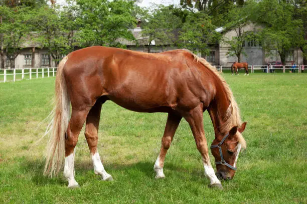Beautiful brown horse eating grass and grazing in a meadow. Red horse grazing on pasture. Thoroughbred on a meadow. Mare graze a grass. Portrait of a chestnut horse in a summer field. Horse farm