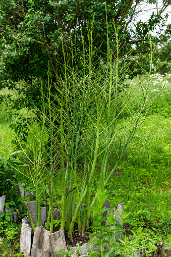 Horizontal texture of green asparagus stalks in a vegetable garden