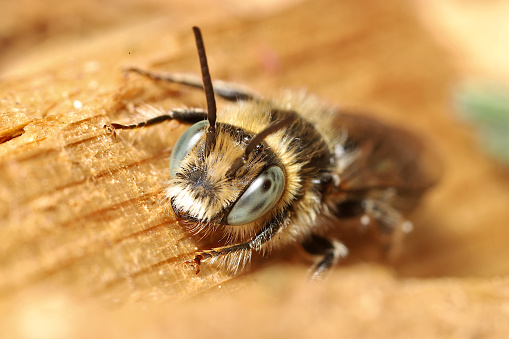 Cute, fuzzy golden bee with blue eyes looking at the camera.