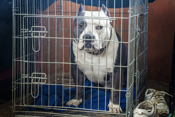 American bully dog sitting in metallic cage and looking right to the camera. American bully dog sitting in metallic cage and looking right to the camera. Waiting for owner or handler on show. Big and strong animal. Low exposition, soft selective focus, copy space. blue nose pitbull pictures pictures stock pictures, royalty-free photos & images